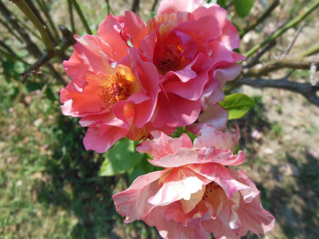 Terzo d' Aquileia Al Pic De Corone B&B 외부 사진